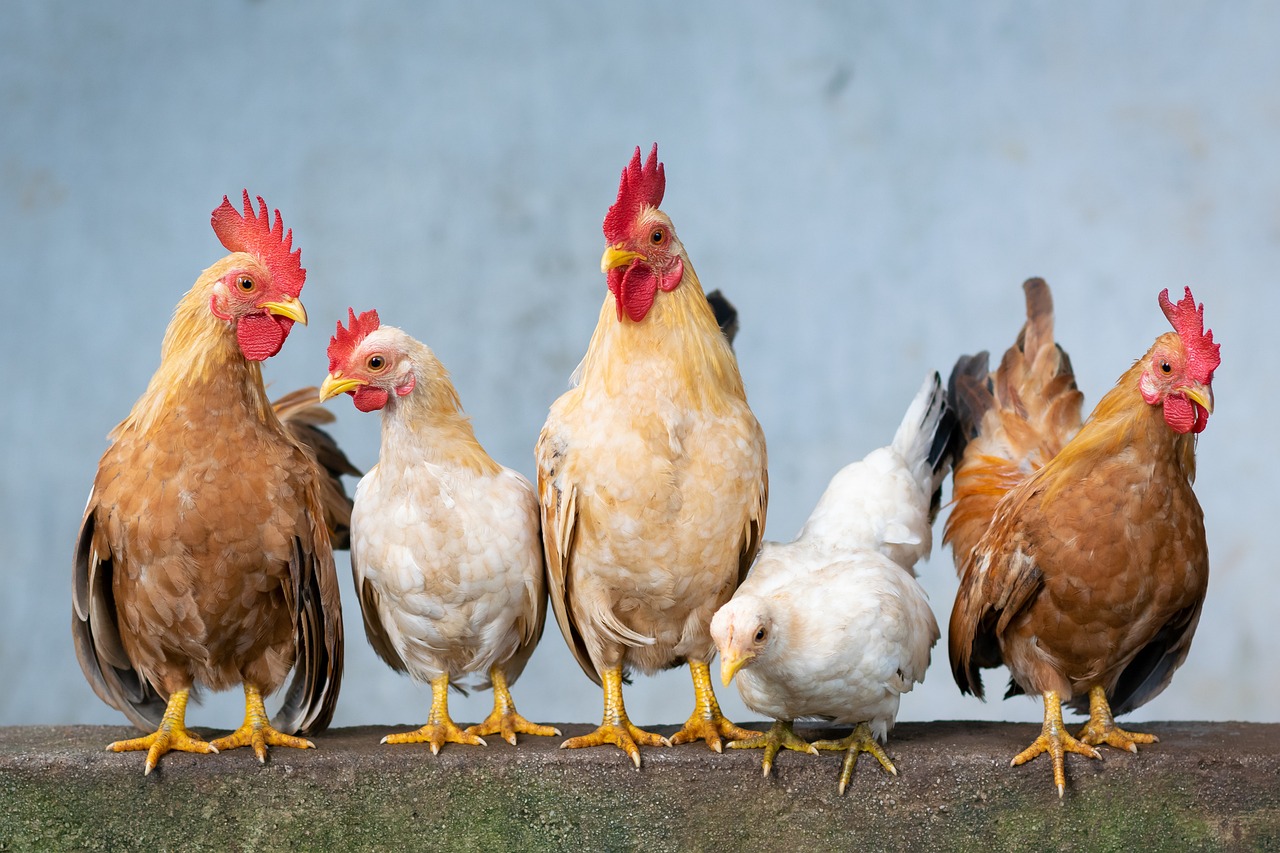 New Online Survey: Backyard Hens in the Township