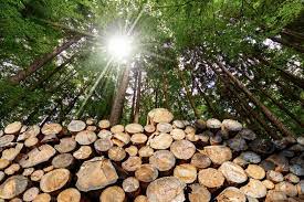 Forest Biomass Socio-Economic Impact Assessment